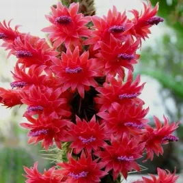 kleistokaktus-o-czerwonych-kwiatach-cleistocactus-samaipatanus-10-nasion