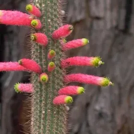 kleistokaktus-rozowo-zielone-kwiaty-cleistocactus-smaragdiflorus-10-nasion