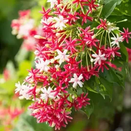 niezwykle-pnacze-rangunu-birmanskie-combretum-indicum-1-nasiono