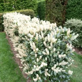 laurowisnia-wschodnia-na-zielony-zywoplot-prunus-laurocerasus-20-nasion