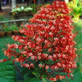 kwiat-pagody-do-mrozoodporny-do-6-c-clerodendrum-paniculatum-2-nasiona