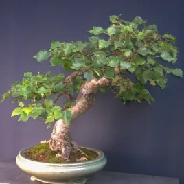 brzoza-czarna-na-bonsai-50-nasion-do-domu-i-ogrodu-betula-nigra