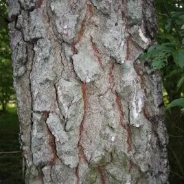 brzoza-czarna-50-nasion-do-ogrodu-i-na-przydomowy-las-betula-nigra