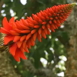 egzotyczna-erytryna-koralodrzew-erythrina-livingstoniana-2-nasiona