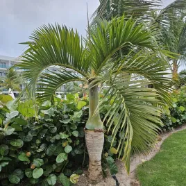 palma-wrzecionowata-hyophorbe-verschaffeltii-do-domu-i-na-taras-3-nasiona