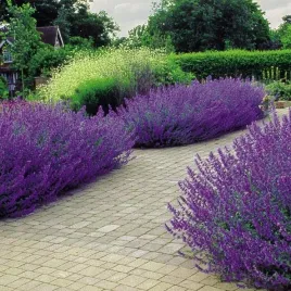 kocimietka-faasena-kwitnie-nie-przerwanie-przez-5-miesiecy-w-roku-nepeta