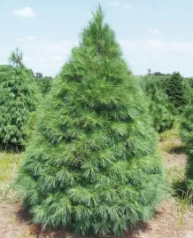 jodla-jednobarwna-kalifornijska-abies-concolor-15-nasion