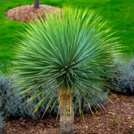 mrozoodporna-jukka-rostrata-gray-green-yucca-rostrata-linearis-3-nasiona