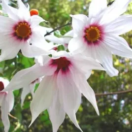 weeping-tree-dahlia-biala-placzaca-dalia-drzewiasta-dahlia-campanulata-alba
