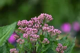 sadziec-baby-joe-eupatorium-maculatum