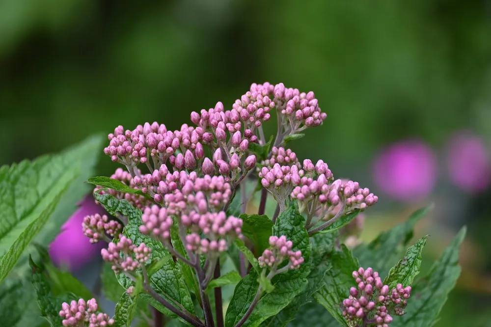 sadziec-baby-joe-eupatorium-maculatum