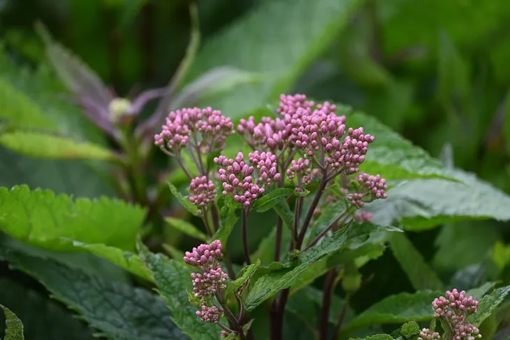 sadziec-baby-joe-eupatorium-maculatum-kolor-kwiatow-rozowe