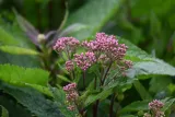 sadziec-baby-joe-eupatorium-maculatum-kolor-kwiatow-rozowe