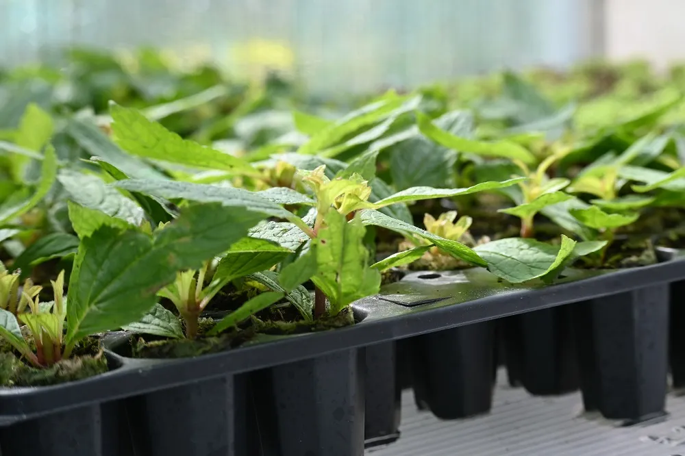 sadziec-baby-joe-eupatorium-maculatum-rodzaj-rosliny-inny