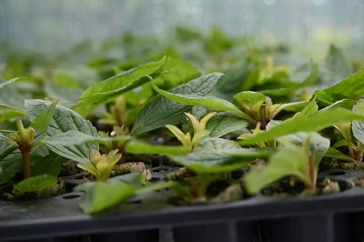 sadziec-baby-joe-eupatorium-maculatum-styl-ogrod-nowoczesny