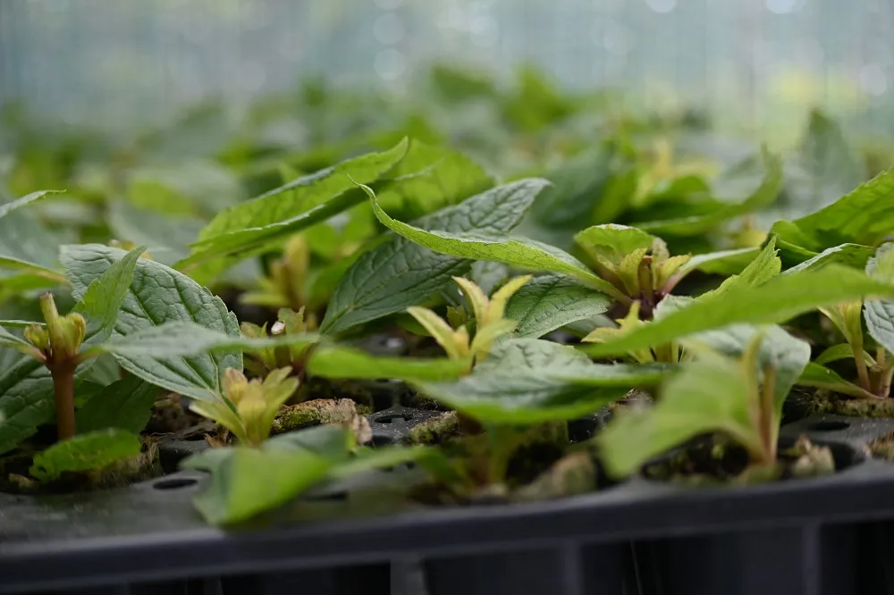 sadziec-baby-joe-eupatorium-maculatum