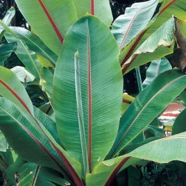 bananowiec-abisynski-zielony-ensete-ventricosum-do-ogrodu-3-nasiona