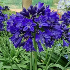 lilia-afrykanska-fioletowa-agapanthus-inapertus-do-ogrodu-5-nasion