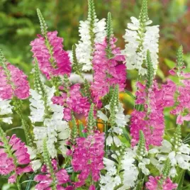 odetka-wirginijska-mix-kolorow-physostegia-virginiana-sp-20-nasion
