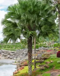 livistona-piekna-livistona-speciosa-do-domu-i-na-taras-3-nasiona