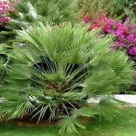 palma-mrozoodporna-karlatka-niska-zielona-chamaerops-humilis-1-nasiono