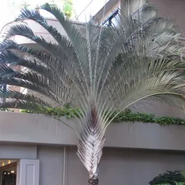 srebrno-niebieska-palma-trojkatna-dypsis-decaryi-3-nasiona