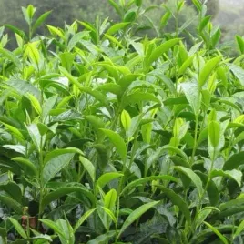 swieze-liscie-prosto-z-drzewa-herbata-chinska-thea-sinensis-3-nasiona