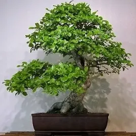 herbata-chinska-na-bonsai-do-domu-i-ogrodu-thea-sinensis-3-nasiona