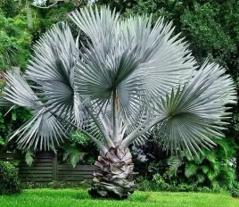 srebrna-palma-bismarckia-nobilis-silver-gatunek-kolekcjonerski-1-nasiono