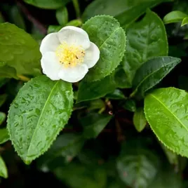 mrozoodporna-herbata-chinska-do-6-c-w-ogrodzie-thea-sinensis-3-nasiona