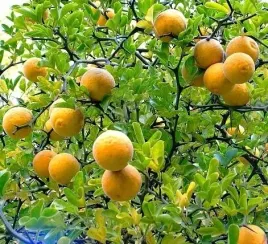 mrozoodporna-pomarancza-trojlistkowa-do-18-c-poncirus-trifoliata-5-nasion