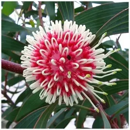 gatunek-kolekcjonerski-hakea-poduszkowa-hakea-laurina-do-domu-nasiona-2-szt