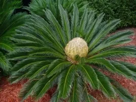 piekny-sagowiec-odwiniety-cycas-revoluta-do-domu-i-na-taras-1-nasiono