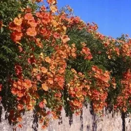 mrozoodporny-milin-amerykanski-do-ogrodu-i-taras-campsis-radicans-40-nasion