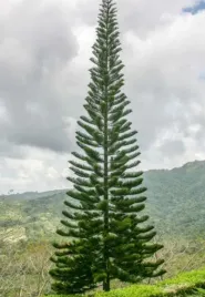 araukaria-kolumnowa-araucaria-columnaris-choinka-do-domu-1-nasiono