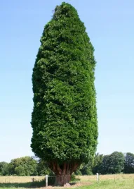 mrozoodporny-cedrzyniec-kalifornijski-calocedrus-decurrens-5-nasion