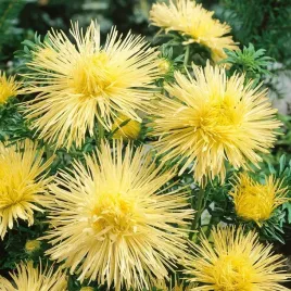 aster-igielkowy-wysoki-zolty-na-rabaty-i-na-bukiety-200-nasion-callistephus