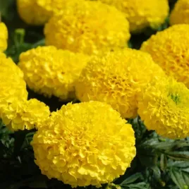 aksamitka-wielkokwiatowa-moonlight-zolta-tagetes-erecta-fl-pl-280-nasion