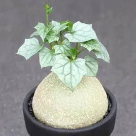 gerrardanthus-macrorhizus-wielka-stopa-gatunek-kolekcjonerski-2-nasiona