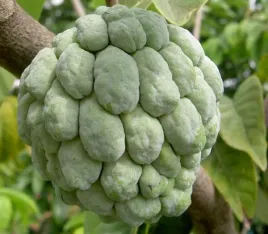 jablko-cukrowe-budyniowe-annona-squamosa-5-nasion