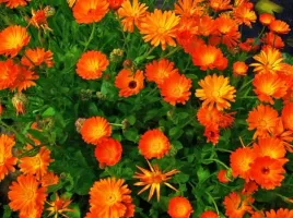 ziolo-nagietek-lekarski-calendula-officinalis-50-nasion-do-ogrodu