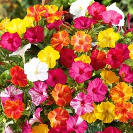 dziwaczek-wielobarwny-mix-kolorow-mirabilis-jalapa-12-nasion