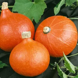 dynia-uchiki-kuri-hokkaido-z-jadalna-skorka-cucurbita-maxima-10-nasion
