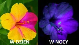 dziwaczek-wielobarwny-swieci-w-nocy-mix-kolorow-mirabilis-jalapa-nasiona