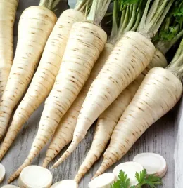 pietruszka-olomuncka-dluga-korzeniowa-pozna-petroselinum-crispum-2500nasion