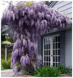 glicynia-chinska-wisteria-sinensis-zwisajace-zaslony-nasiona-1-sztuka
