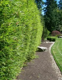 bambus-mrozoodporny-phyllostachys-pubescens-do-20-c-nasiona-5-sztuk