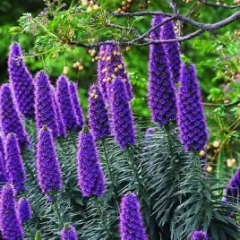 mrozoodporny-zmijowiec-wspanialy-echium-fastuosum-do-ogrodu-5-nasion