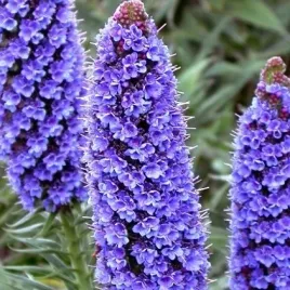 zmijowiec-wspanialy-5-nasion-do-ogrodu-i-na-taras-echium-fastuosum
