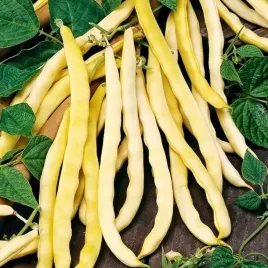 fasola-szparagowa-wczesna-tyczna-neckargold-phaseolus-vulgaris-35-nasion